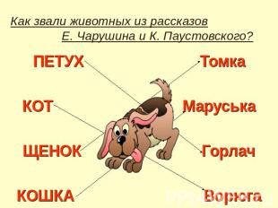 Как звали животных из рассказов Е. Чарушина и К. Паустовского? ПЕТУХ ТомкаКОТ Ма