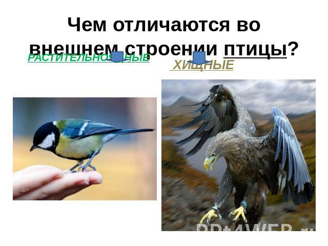 Чем отличаются во внешнем строении птицы? РАСТИТЕЛЬНОЯДНЫЕ ХИЩНЫЕ