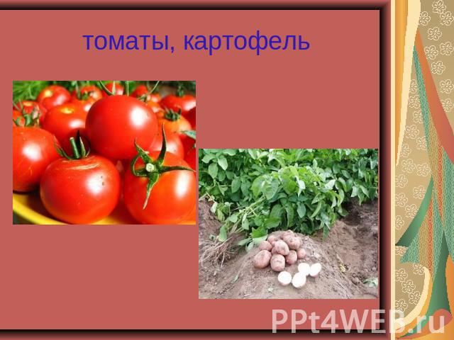 томаты, картофель