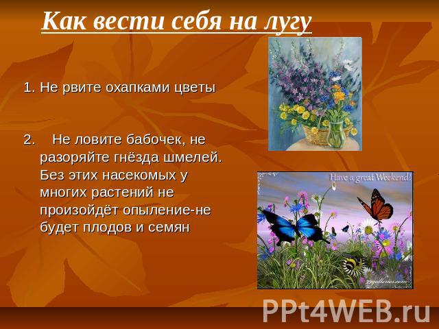 Как вести себя на лугу Не рвите охапками цветы2. Не ловите бабочек, не разоряйте гнёзда шмелей. Без этих насекомых у многих растений не произойдёт опыление-не будет плодов и семян