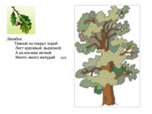 Загадка: Тёмной он покрыт корой Лист красивый, вырезной. А на кончике ветвей Мно