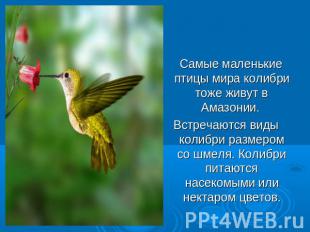 Самые маленькие птицы мира колибри тоже живут в Амазонии. Встречаются виды колиб