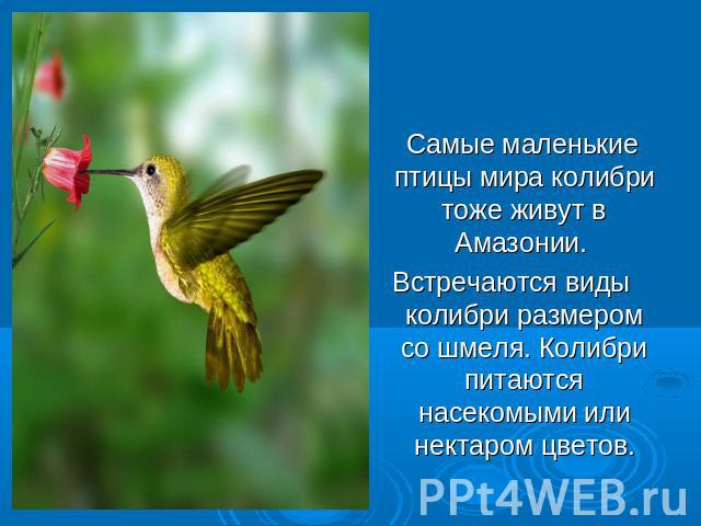 Самые маленькие птицы мира колибри тоже живут в Амазонии. Встречаются виды колибри размером со шмеля. Колибри питаются насекомыми или нектаром цветов.