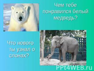 Чем тебе понравился белый медведь? Что нового ты узнал о слонах?