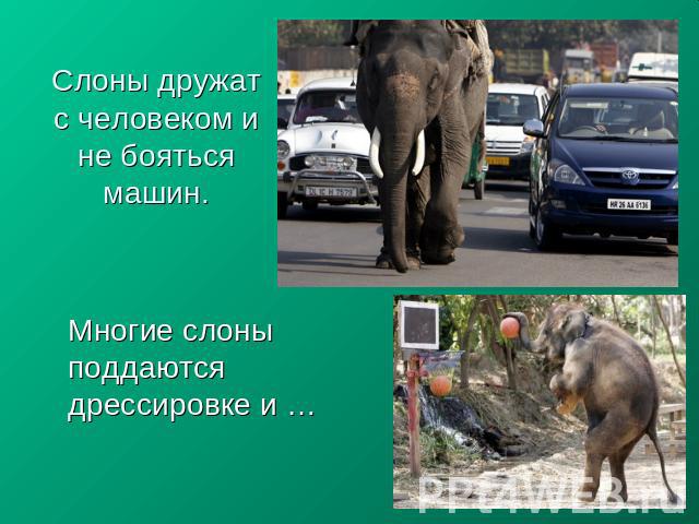 Слоны дружат с человеком и не бояться машин. Многие слоны поддаются дрессировке и …