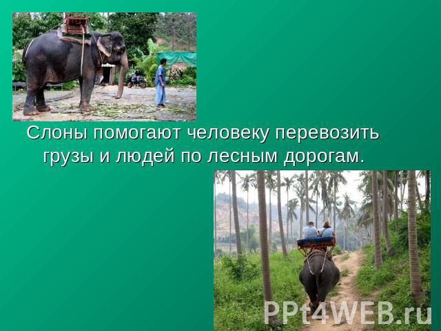 Слоны помогают человеку перевозить грузы и людей по лесным дорогам.Слоны помогают человеку перевозить грузы и людей по лесным дорогам.