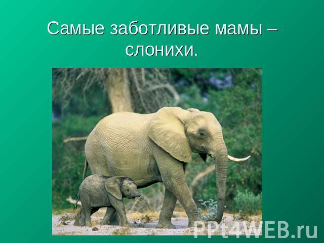 Самые заботливые мамы – слонихи.