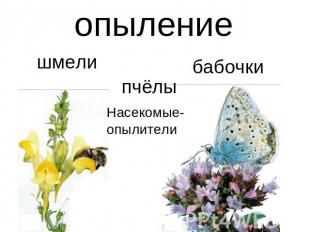 опыление шмели бабочки пчёлы Насекомые-опылители