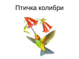 Птичка колибри