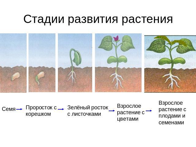 Стадии развития растения Семя Проросток с корешком Зелёный росток с листочками Взрослое растение с цветами Взрослое растение с плодами и семенами