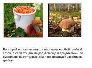 Во второй половине августа наступает особый грибной сезон, а если эти дни выдаду