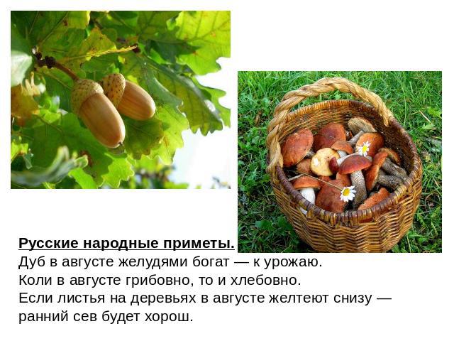 Русские народные приметы.Дуб в августе желудями богат — к урожаю.Коли в августе грибовно, то и хлебовно.Если листья на деревьях в августе желтеют снизу — ранний сев будет хорош.