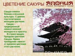 ЦВЕТЕНИЕ САКУРЫ Сакура-символ Японии и японской культуры. С давних пор почитаемо