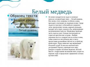 Белый медведь Не менее нуждается во льдах и снежных наносах основной враг нерп —