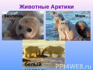 Животные Арктики тюлень Морж белый медведь