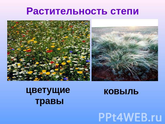 Растительность степи цветущие травы ковыль