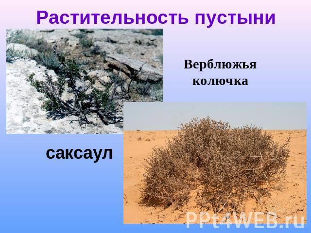Растительность пустыни Верблюжья колючка саксаул