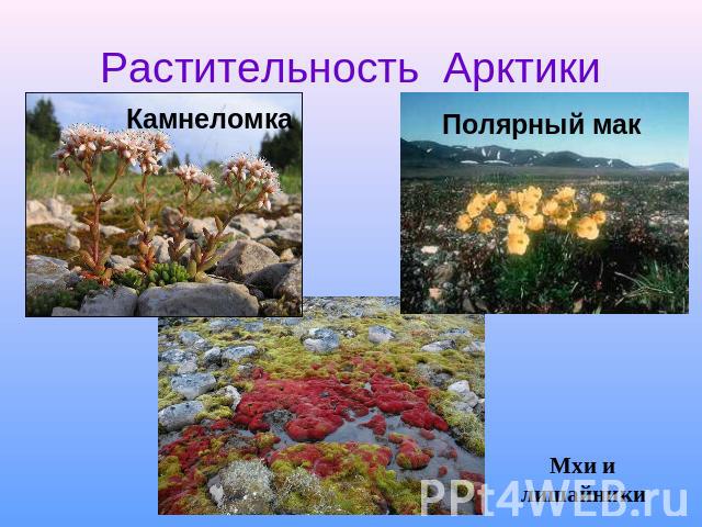 Растительность Арктики Камнеломка Полярный мак Мхи и лишайники