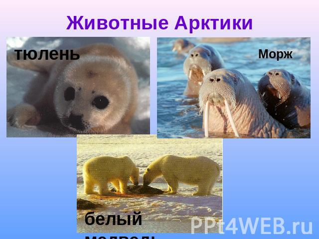 Животные Арктики тюлень Морж белый медведь