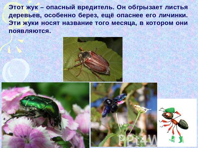 Этот жук – опасный вредитель. Он обгрызает листья деревьев, особенно берез, ещё опаснее его личинки. Эти жуки носят название того месяца, в котором они появляются.