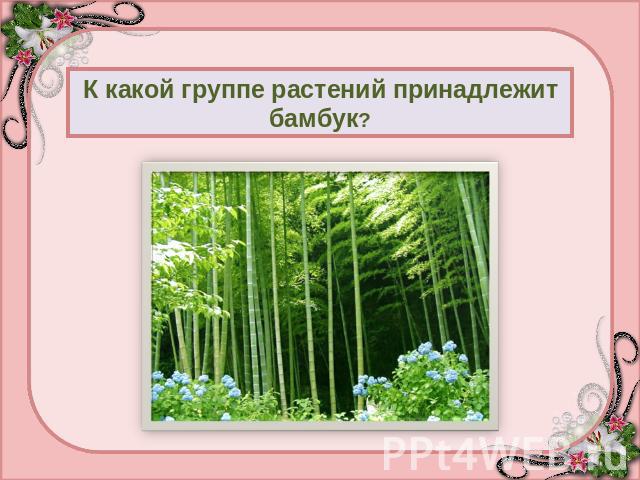 К какой группе растений принадлежит бамбук?