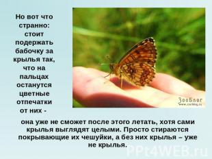 Но вот что странно: стоит подержать бабочку за крылья так, что на пальцах остану