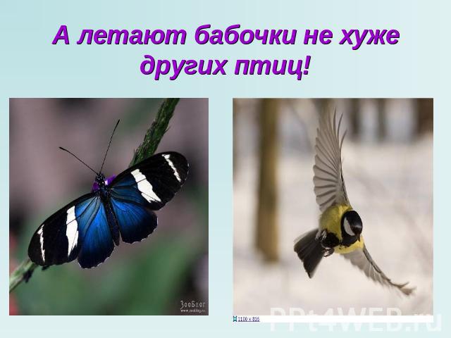 А летают бабочки не хуже других птиц!