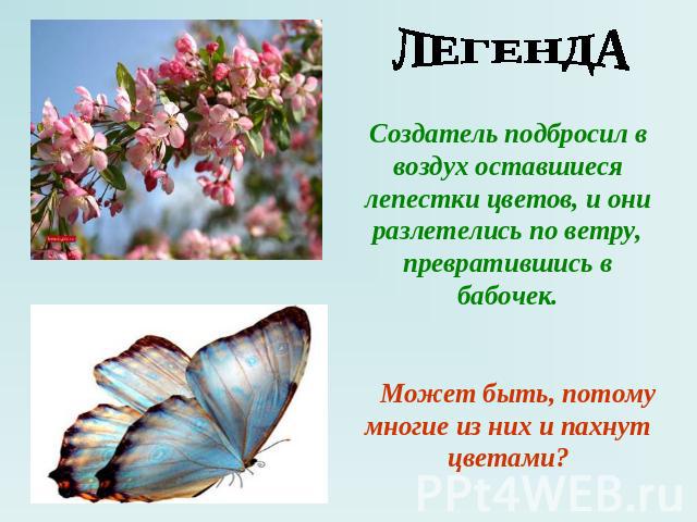 ЛЕГЕНДА Создатель подбросил в воздух оставшиеся лепестки цветов, и они разлетелись по ветру, превратившись в бабочек. Может быть, потому многие из них и пахнут цветами?