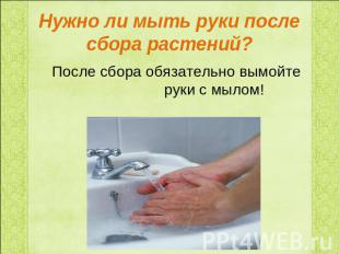 Нужно ли мыть руки после сбора растений? После сбора обязательно вымойте руки с