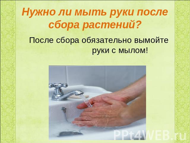 Нужно ли мыть руки после сбора растений? После сбора обязательно вымойте руки с мылом!