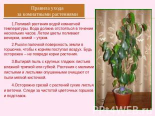 Правила ухода за комнатными растениями Поливай растения водой комнатной температ