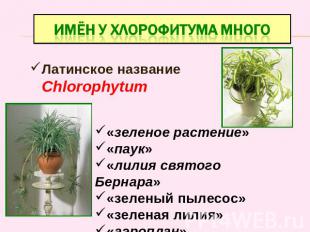 Имён у хлорофитума много Латинское название Chlorophytum «зеленое растение» «пау