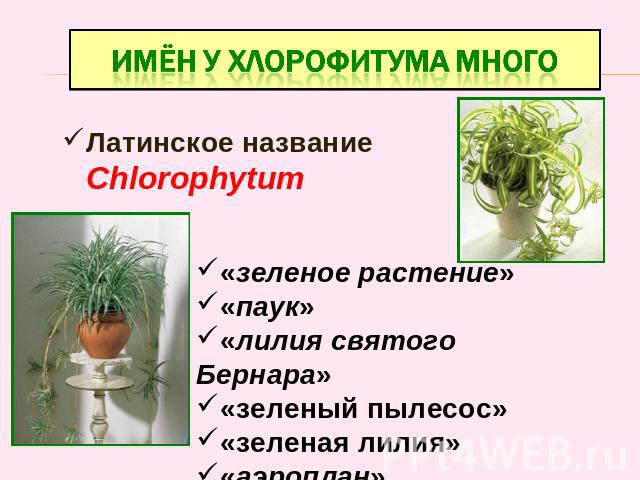 Имён у хлорофитума много Латинское название Chlorophytum «зеленое растение» «паук»«лилия святого Бернара»«зеленый пылесос»«зеленая лилия»«аэроплан»