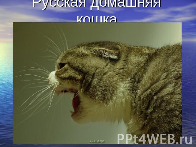 Русская домашняя кошка