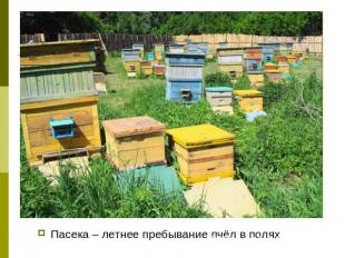 Пасека – летнее пребывание пчёл в полях