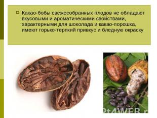 Какао-бобы свежесобранных плодов не обладают вкусовыми и ароматическими свойства