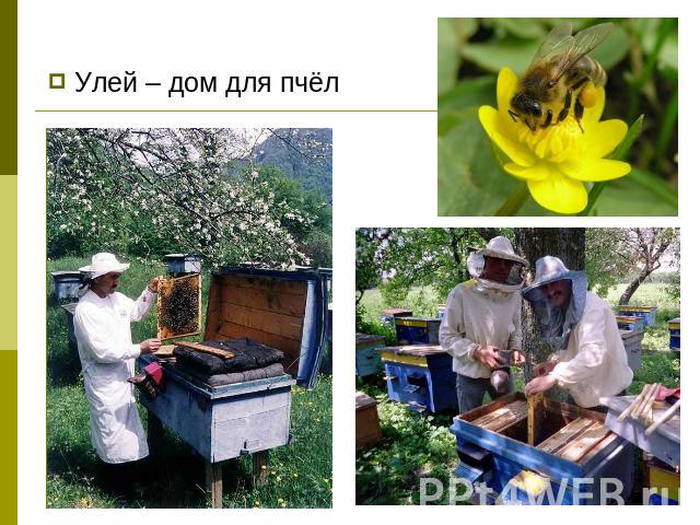 Улей – дом для пчёл