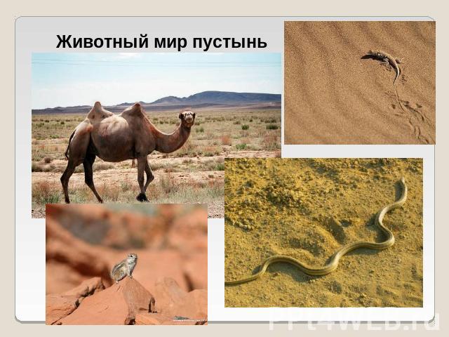Животный мир пустынь