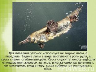 Для плавания утконос использует не задние лапы, а передние. Задние лапы в воде в