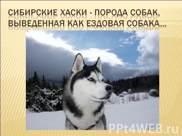 Сибирские Хаски - порода собак, выведенная как ездовая собака...