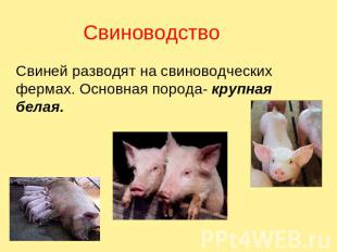 Свиноводство Свиней разводят на свиноводческих фермах. Основная порода- крупная