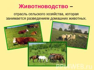 Животноводство – отрасль сельского хозяйства, которая занимается разведением дом