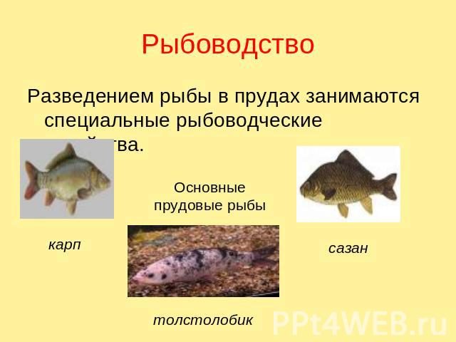 Рыбоводство Разведением рыбы в прудах занимаются специальные рыбоводческие хозяйства. карп Основные прудовые рыбы сазан толстолобик