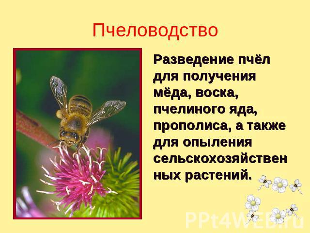 Пчеловодство Разведение пчёл для получения мёда, воска, пчелиного яда, прополиса, а также для опыления сельскохозяйственных растений.