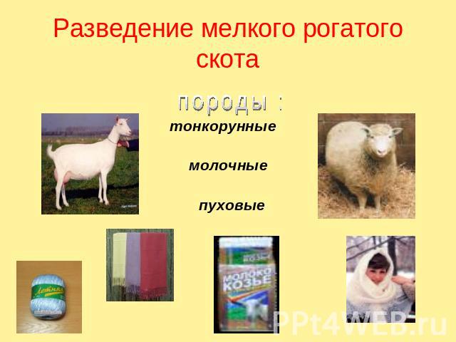 Разведение мелкого рогатого скота породы : тонкорунные молочные пуховые