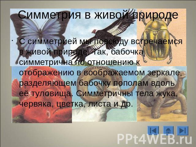 Симметрия в живой природе С симметрией мы повсюду встречаемся в живой природе. Так, бабочка симметрична по отношению к отображению в воображаемом зеркале, разделяющем бабочку пополам вдоль её туловища. Симметричны тела жука, червяка, цветка, листа и др.