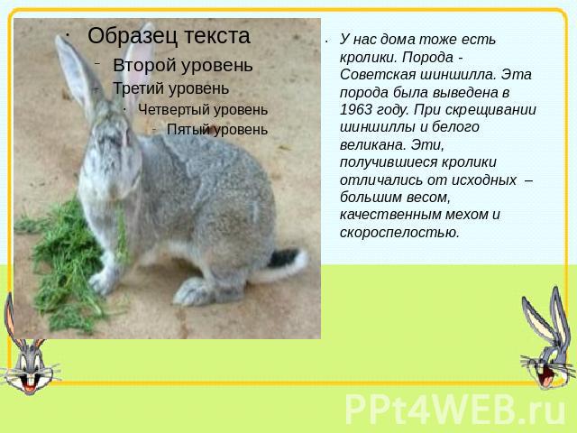 У нас дома тоже есть кролики. Порода - Советская шиншилла. Эта порода была выведена в 1963 году. При скрещивании шиншиллы и белого великана. Эти, получившиеся кролики отличались от исходных – большим весом, качественным мехом и скороспелостью.
