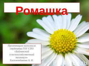 РомашкаПрезентацию выполнила студентка ГОУ СПО «Баймакский сельскохозяйственный