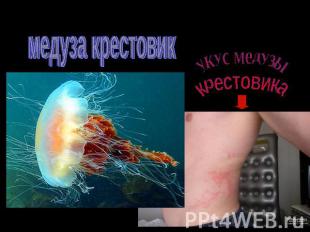 медуза крестовик укус медузы крестовика