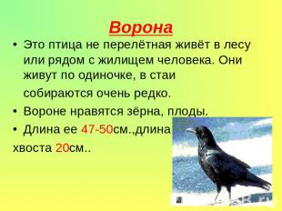 Ворона Это птица не перелётная живёт в лесу или рядом с жилищем человека. Они жи